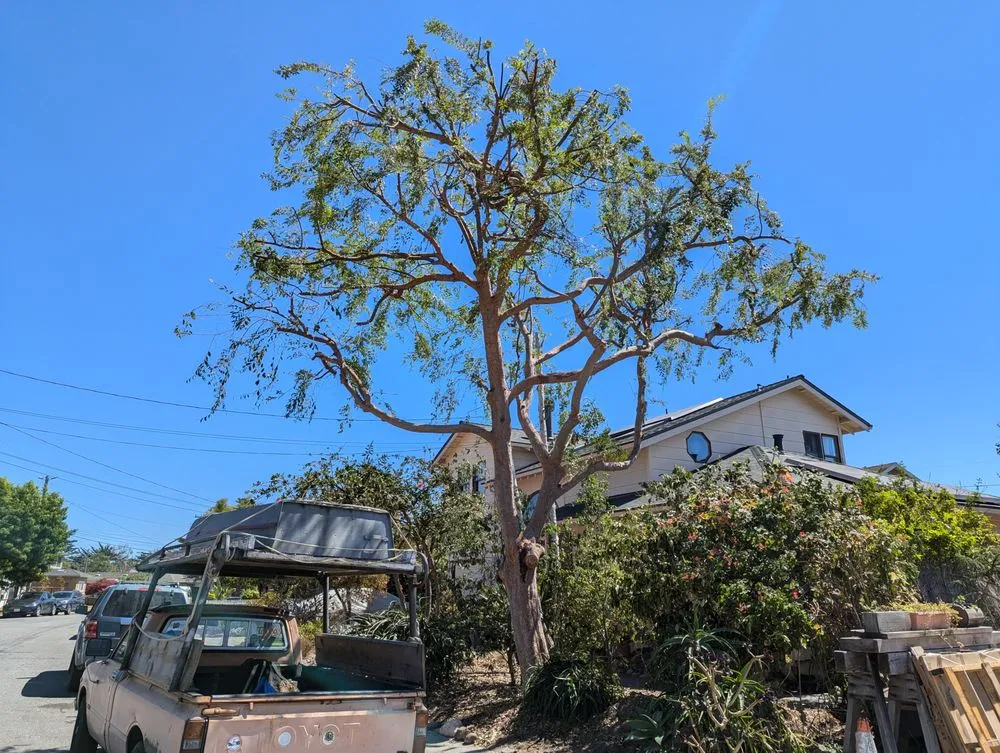 Top-rated residential landscaping for homes in Santa Cruz, CA by La Selva Tree Care