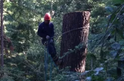 Custom outdoor landscaping for year-round maintenance across Santa Cruz, CA - La Selva Tree Care