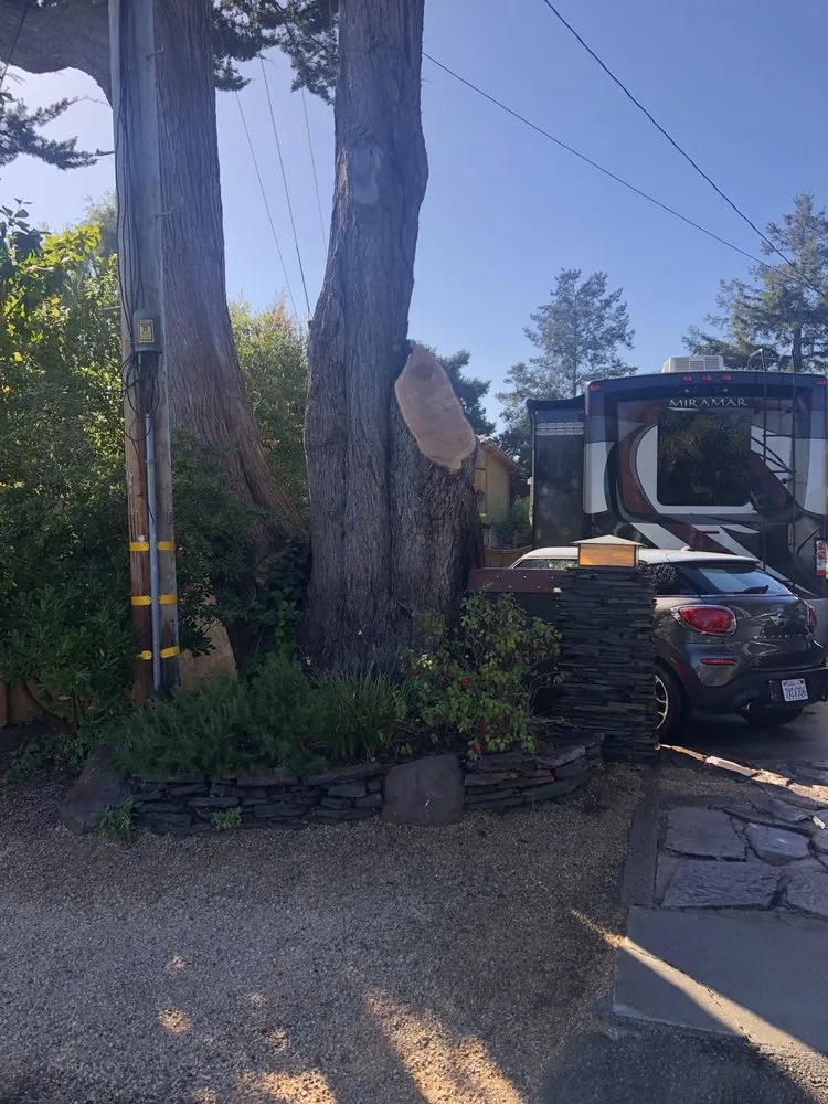 Reliable lawn care service for year-round maintenance across Santa Cruz, CA - La Selva Tree Care