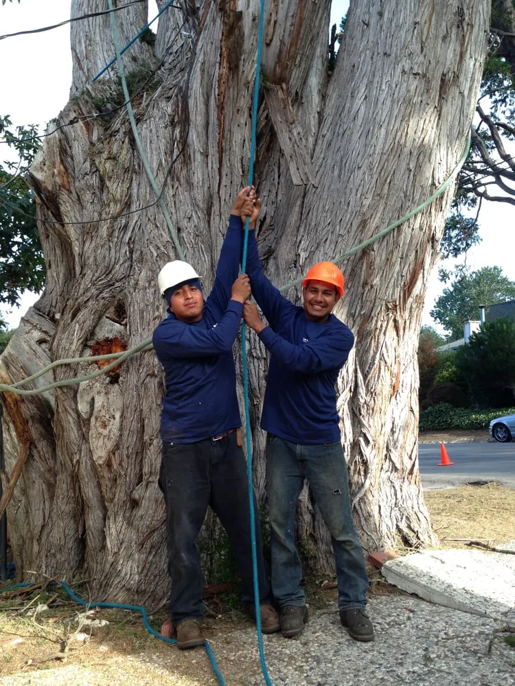 Top-rated residential landscaping experts serving Santa Cruz, CA - La Selva Tree Care