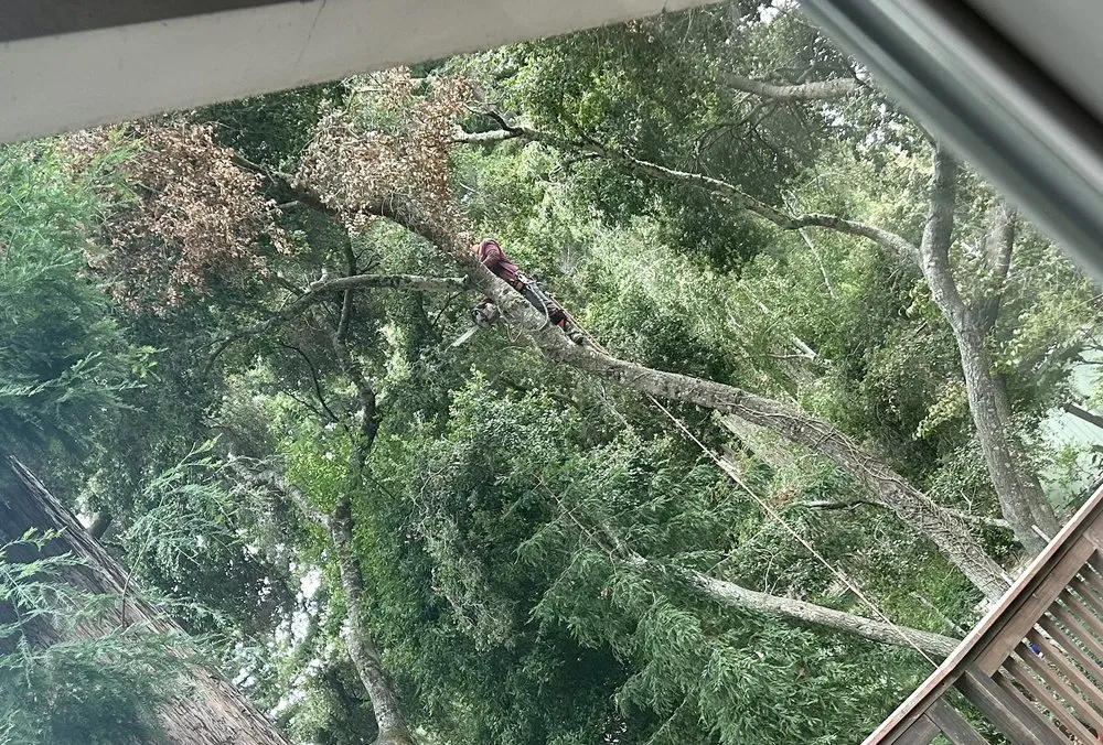 Top-rated landscape installation in Santa Cruz, CA - La Selva Tree Care