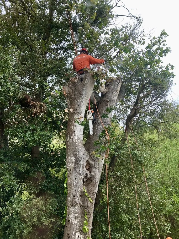 Local landscaping services with custom design across Santa Cruz, CA - La Selva Tree Care