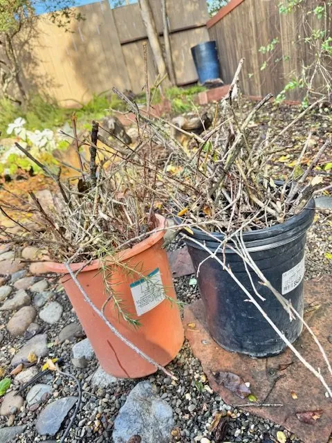 Expert lawn mowing service in Santa Cruz, CA - La Selva Tree Care