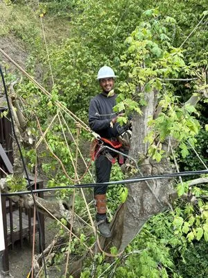 La Selva Tree Care Logo