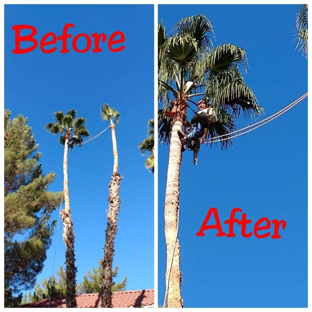 Expert outdoor landscaping in Las Vegas, NV by La Sierra Nayarit Landscapings