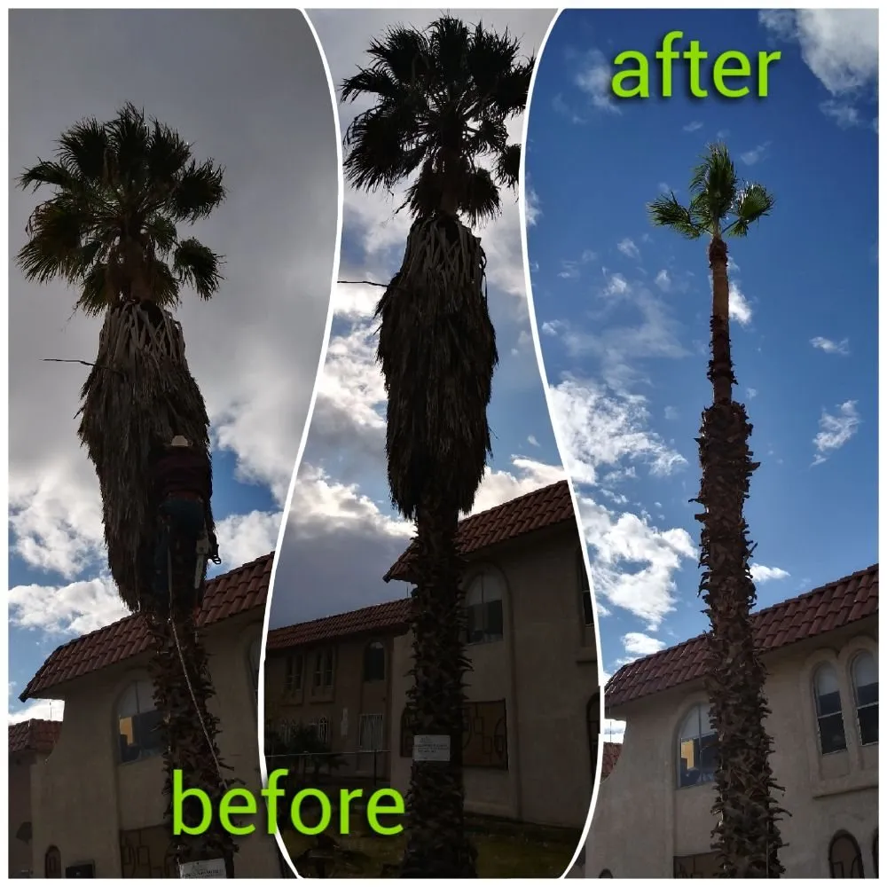 Trusted lawn mowing service with custom design in Las Vegas, NV by La Sierra Nayarit Landscapings