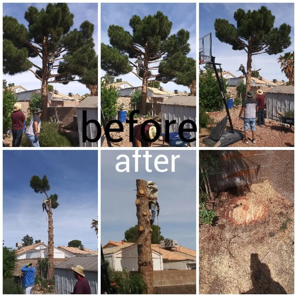 Expert landscaping services for homes across Las Vegas, NV - La Sierra Nayarit Landscapings