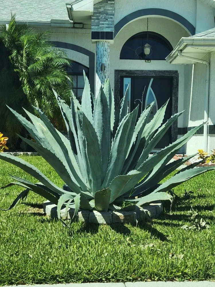 Trusted yard maintenance experts serving Port Richey, FL - LA Tree Service & Landscaping