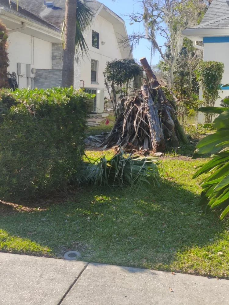 Expert yard cleanup service in Port Richey, FL - LA Tree Service & Landscaping