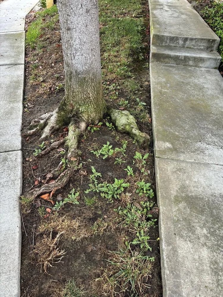 Custom landscaping services in Santee, CA by LaBahn's Landscaping