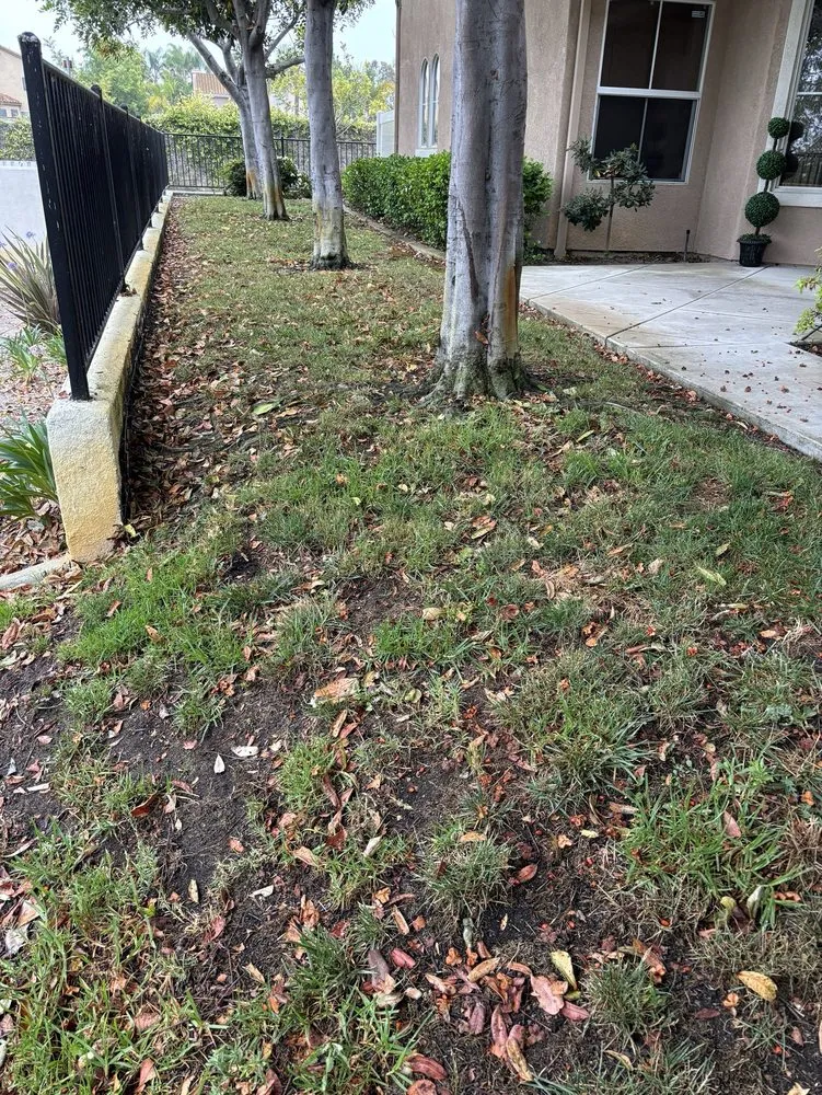 Local lawn care service for beautiful yards in Santee, CA by LaBahn's Landscaping