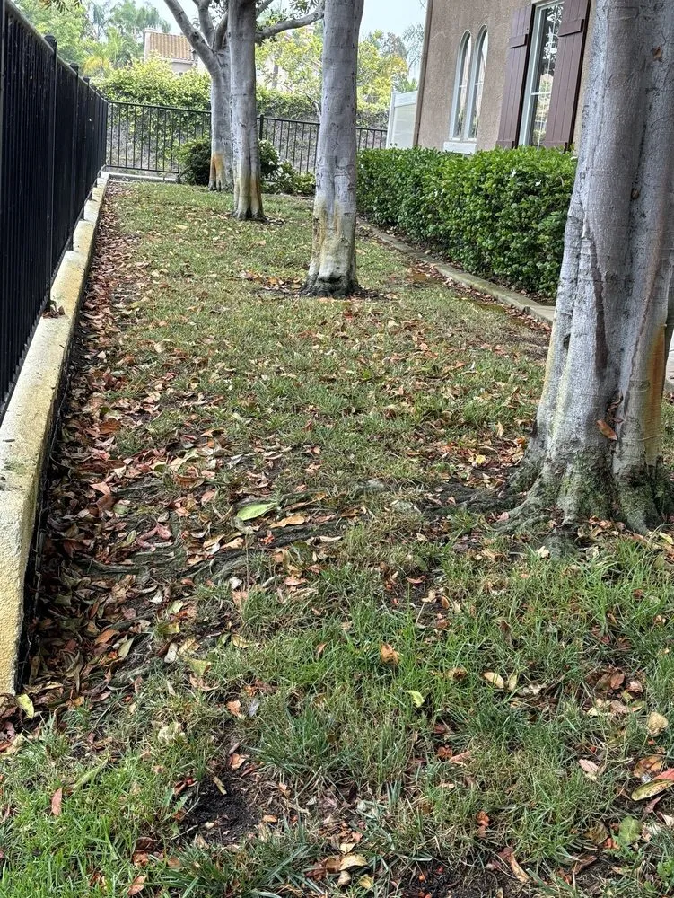 Top-rated lawn mowing service near you in Santee, CA by LaBahn's Landscaping