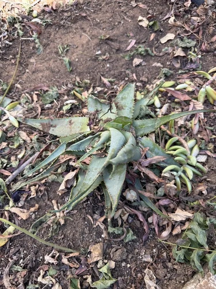 Local lawn care service for outdoor upgrades in Santee, CA by LaBahn's Landscaping