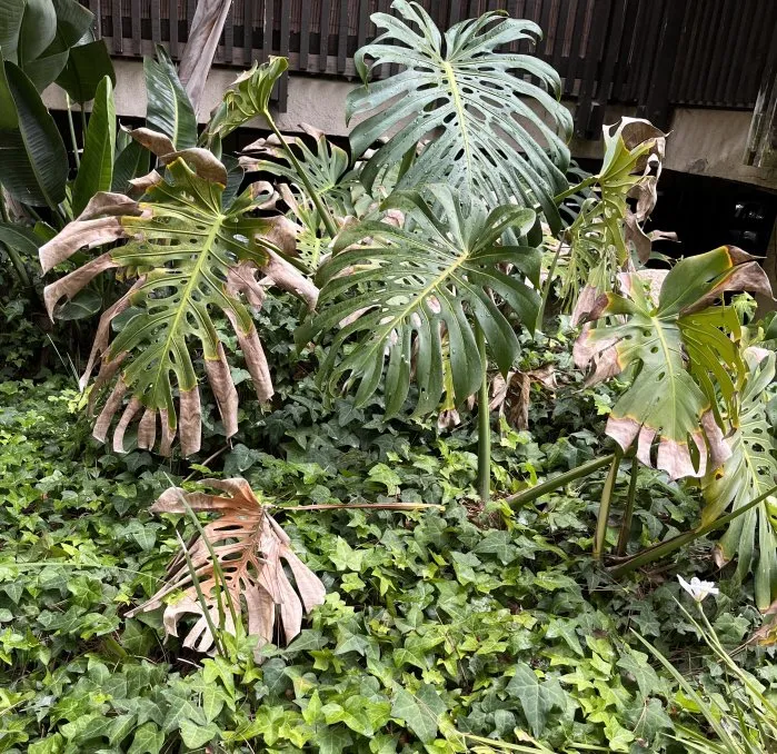 Expert garden landscaping for year-round maintenance in Santee, CA by LaBahn's Landscaping