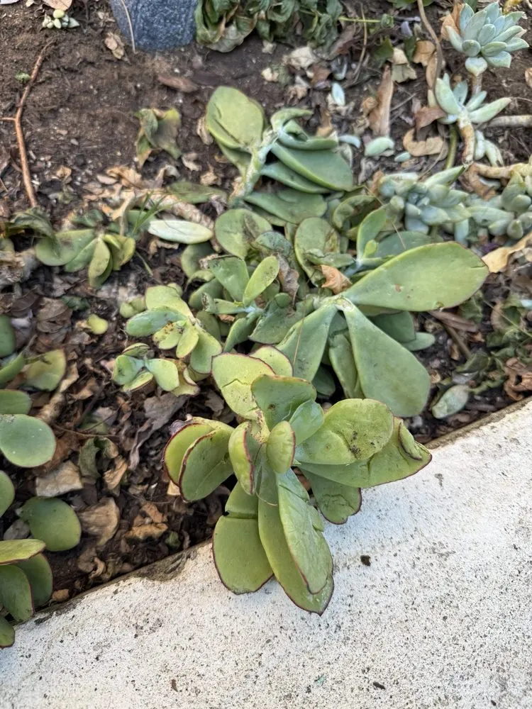 Reliable residential landscaping experts serving Santee, CA - LaBahn's Landscaping