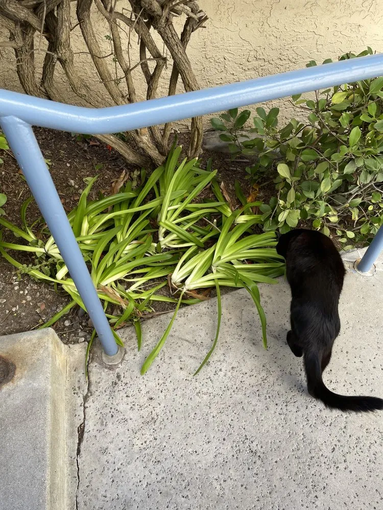 Affordable lawn mowing service with custom design across Santee, CA - LaBahn's Landscaping