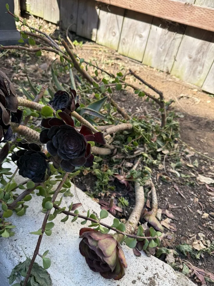 Affordable garden landscaping in Santee, CA by LaBahn's Landscaping