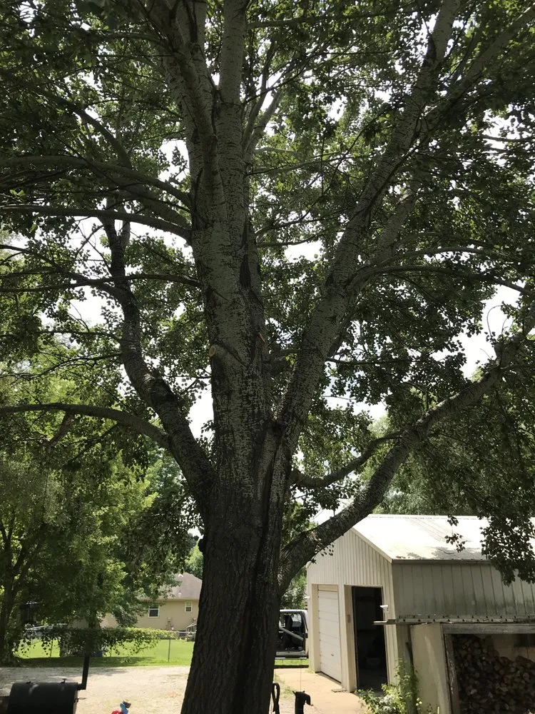 Top-rated lawn care service experts serving Pleasant Hill, MO - Labor-Less