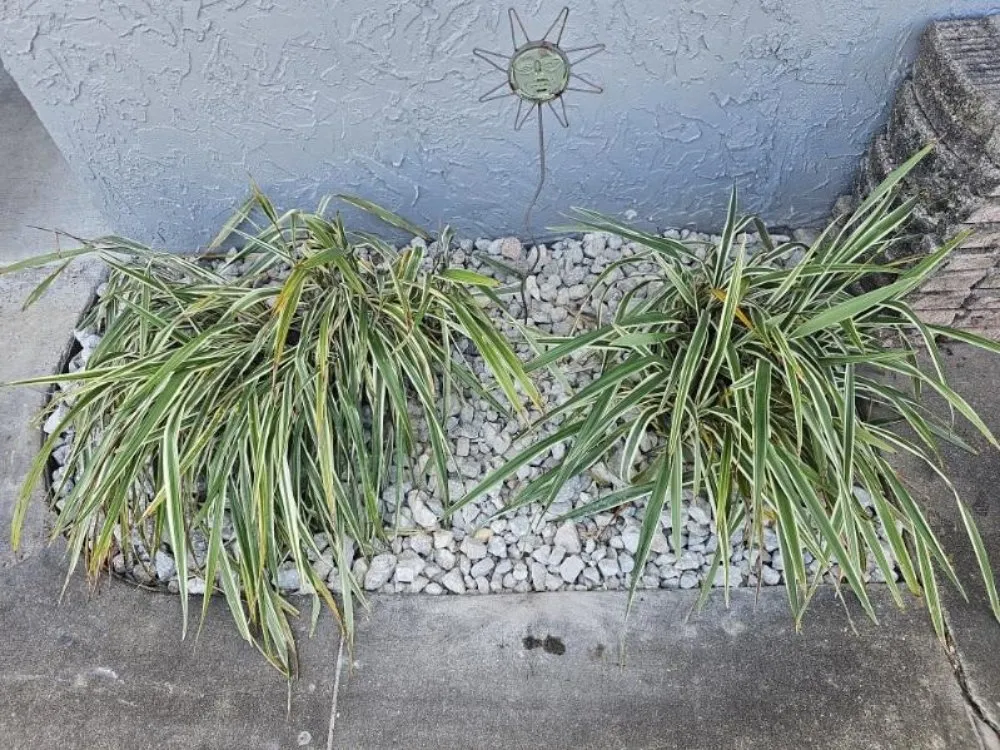 Local lawn mowing service experts serving Deltona, FL - Labor of Love