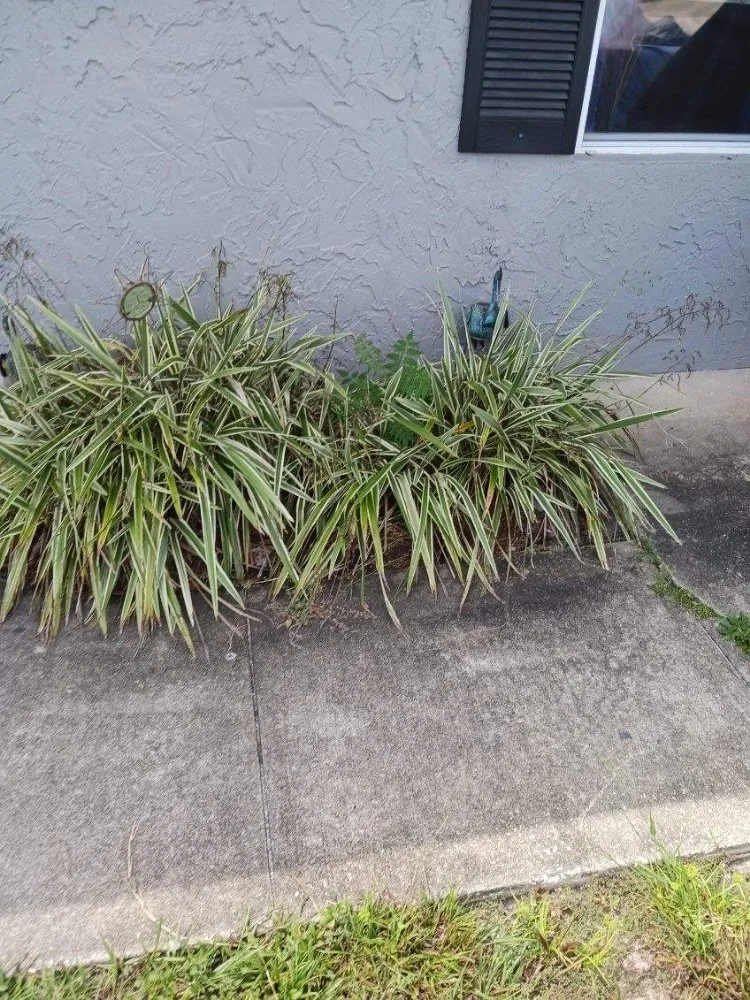 Top-rated landscape design for beautiful yards across Deltona, FL - Labor of Love