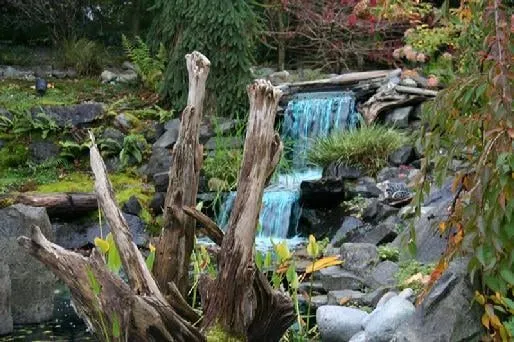 Local yard maintenance in Olympia, WA - LaBouff Landscape