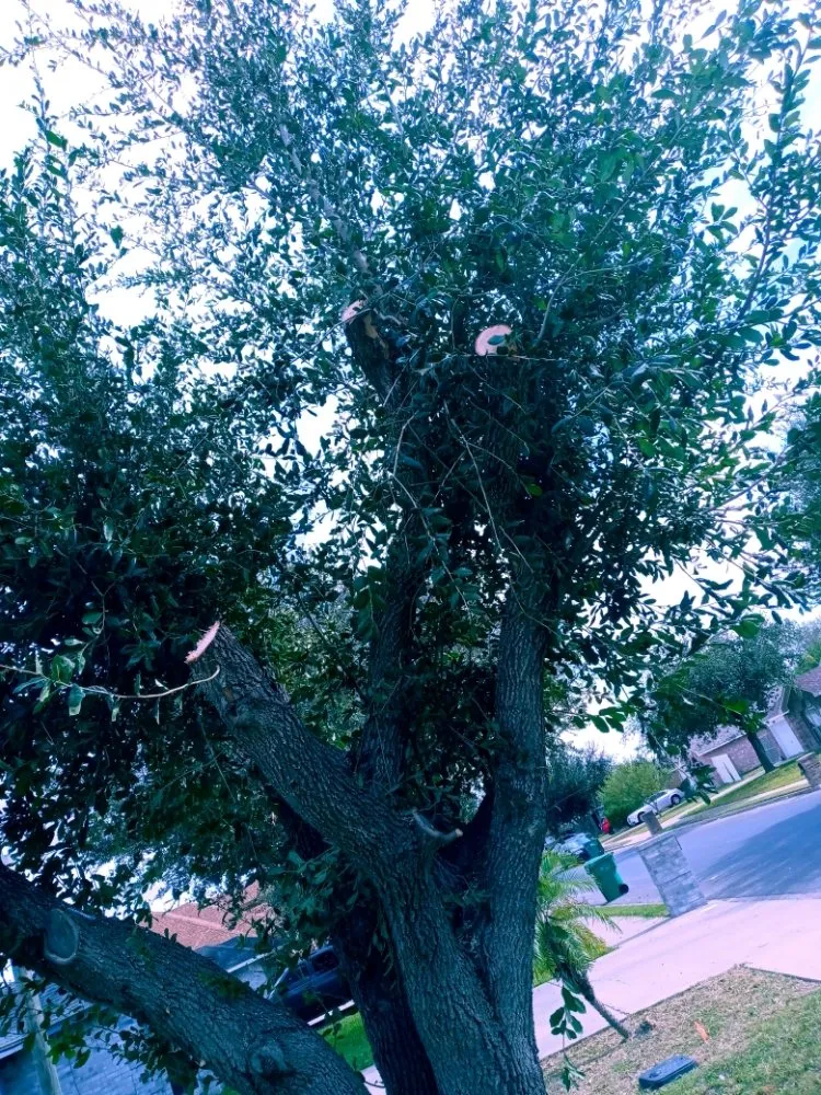 Local yard cleanup service in Weslaco, TX by Labra & Son's Gardens