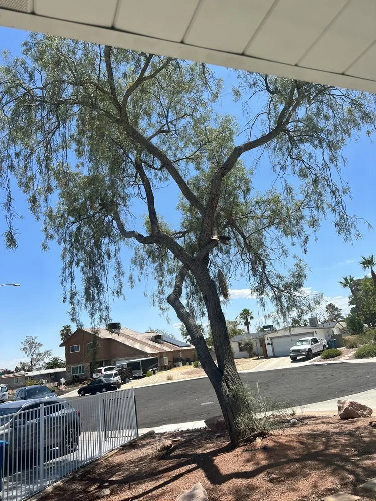 Reliable lawn mowing service experts serving Las Vegas, NV - LAC Landscaping & Lawn Care