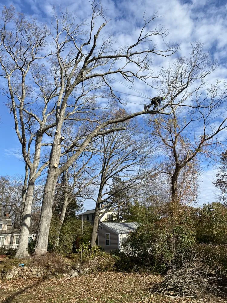 Reliable lawn care service for residential properties across Gloucester, MA - LaChance Tree Professionals