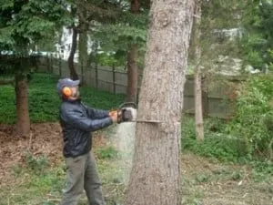 Trusted landscaping services in Gloucester, MA - LaChance Tree Professionals