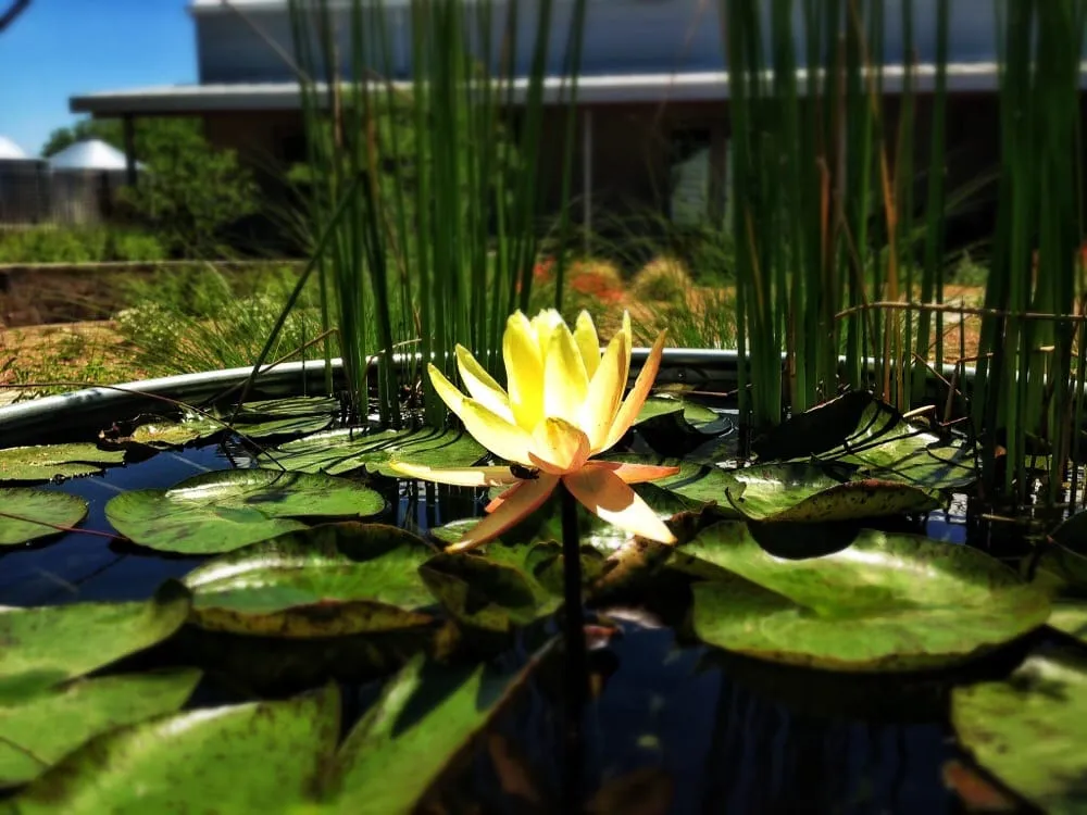 Local landscape design in New Braunfels, TX - Ladera Design