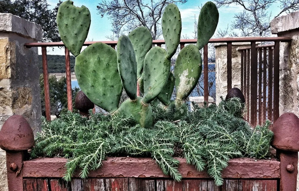 Reliable landscape installation in New Braunfels, TX by Ladera Design