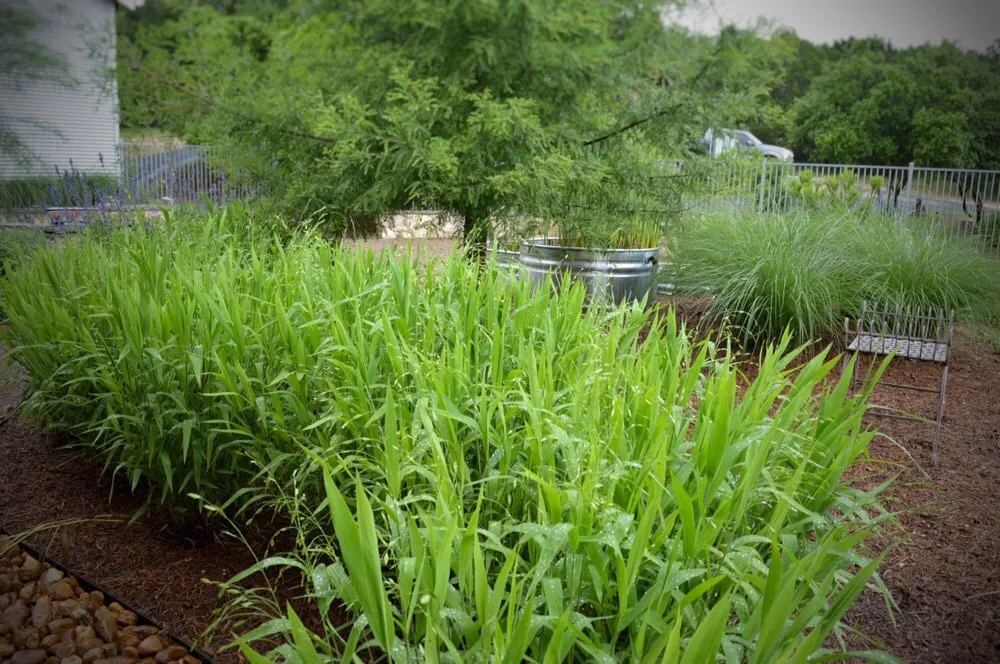 Affordable landscape design in New Braunfels, TX by Ladera Design