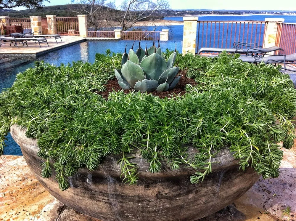 Top-rated lawn care service in New Braunfels, TX by Ladera Design