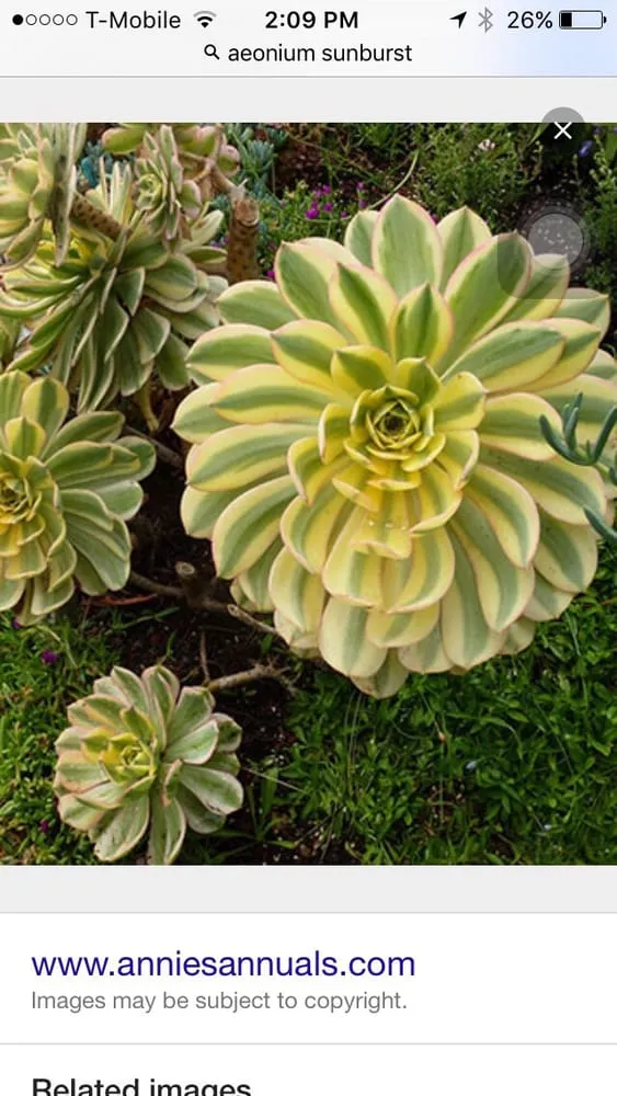 Custom landscape installation for outdoor upgrades across Perris, CA - Ladera Landscape and Maintenance