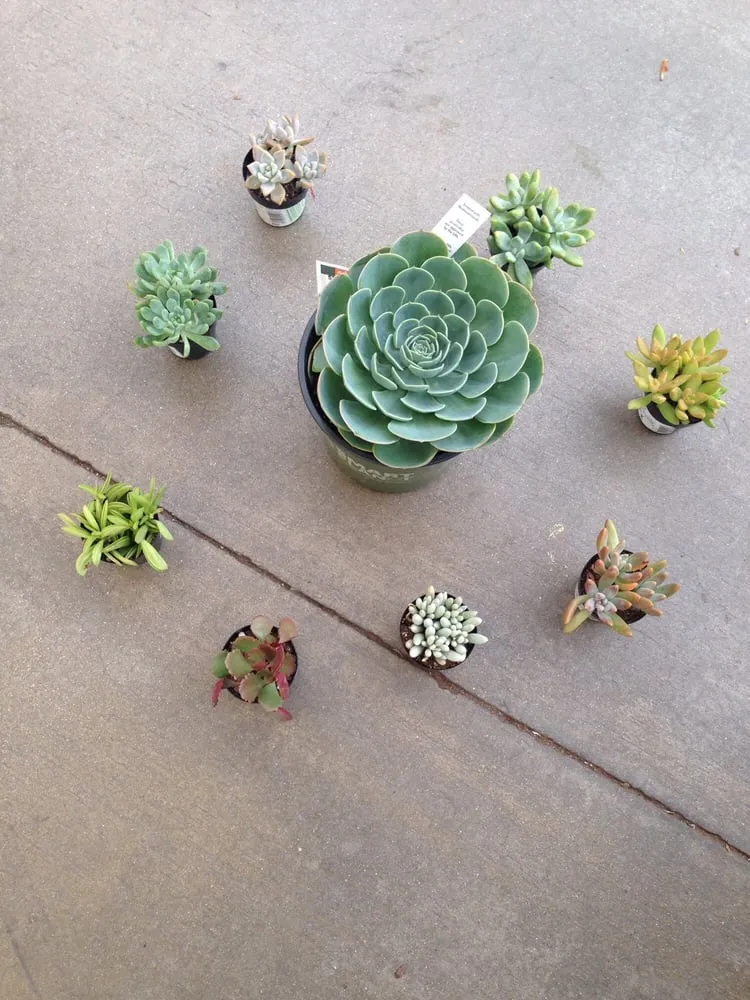 Trusted lawn care service in Perris, CA - Ladera Landscape and Maintenance