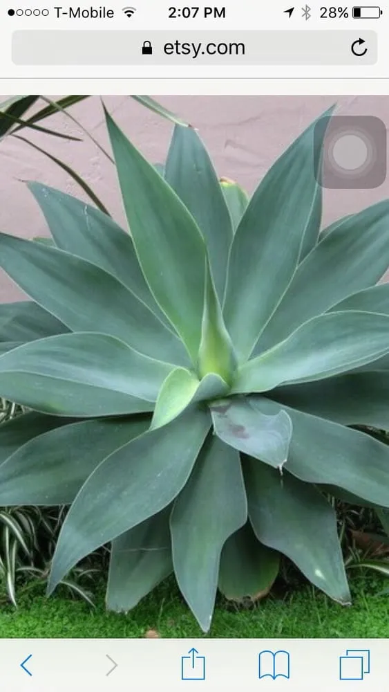 Expert lawn mowing service for beautiful yards across Perris, CA - Ladera Landscape and Maintenance