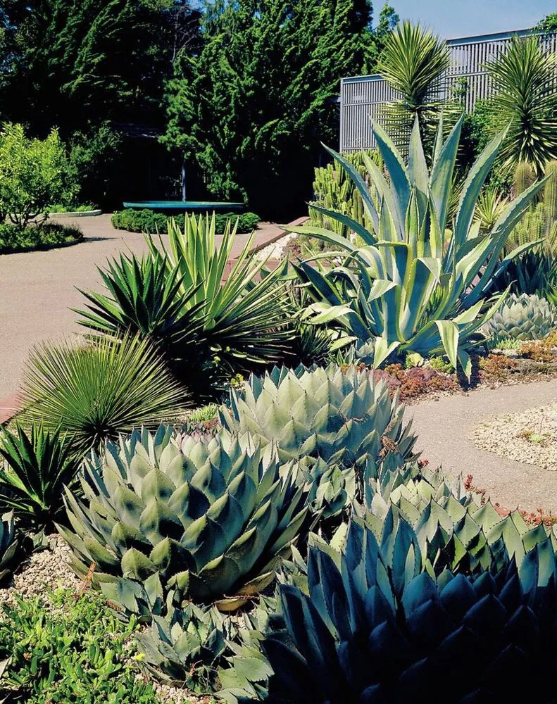 Expert landscape design in San Jose, CA by Ladiferencia Home & Garden Services