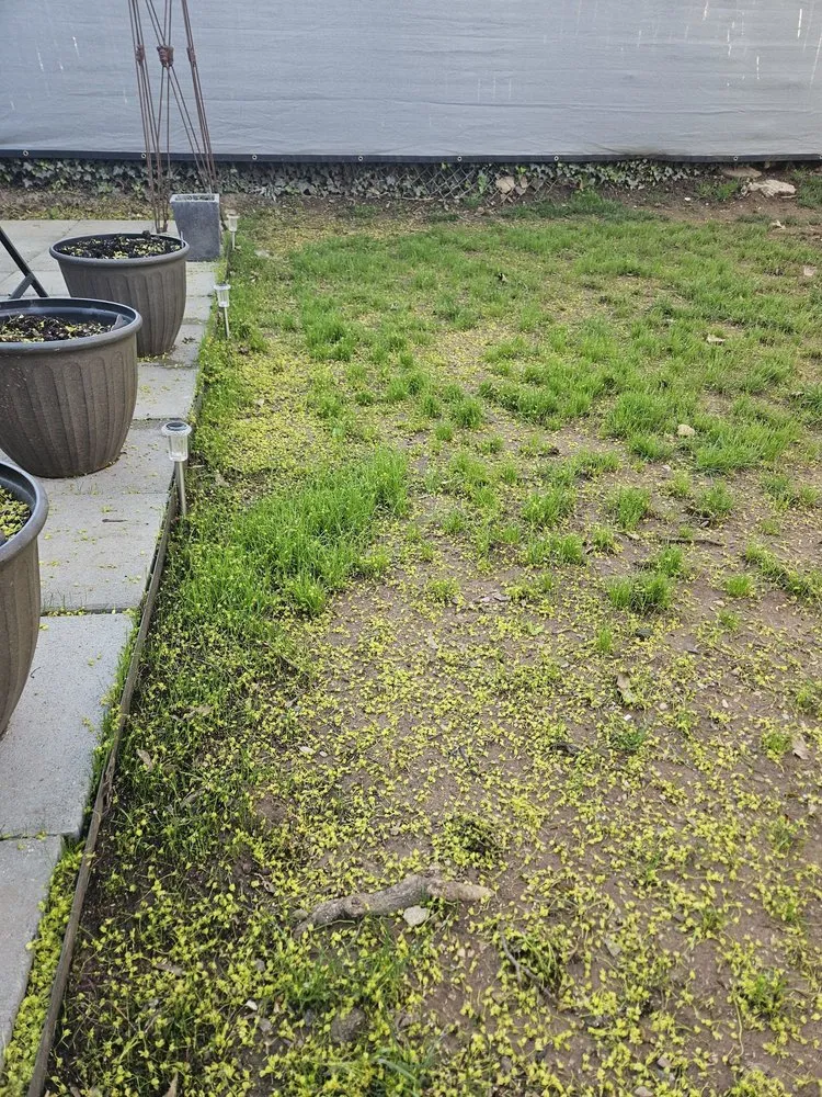 Local lawn care service near you in Norristown, PA by Ladson Landscaping Services