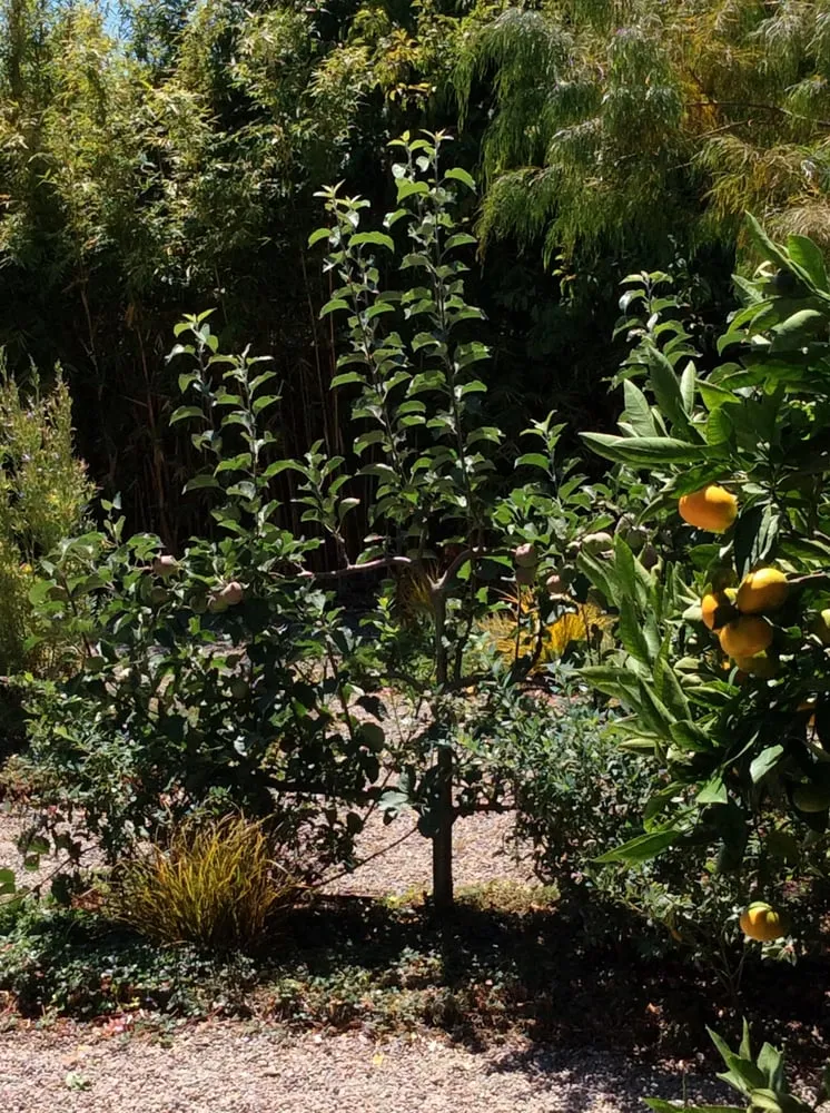 Custom garden landscaping in El Cerrito, CA by Ladybug Gardens
