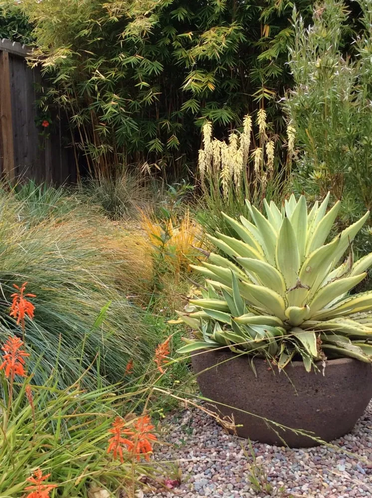 Top-rated lawn mowing service near you in El Cerrito, CA by Ladybug Gardens