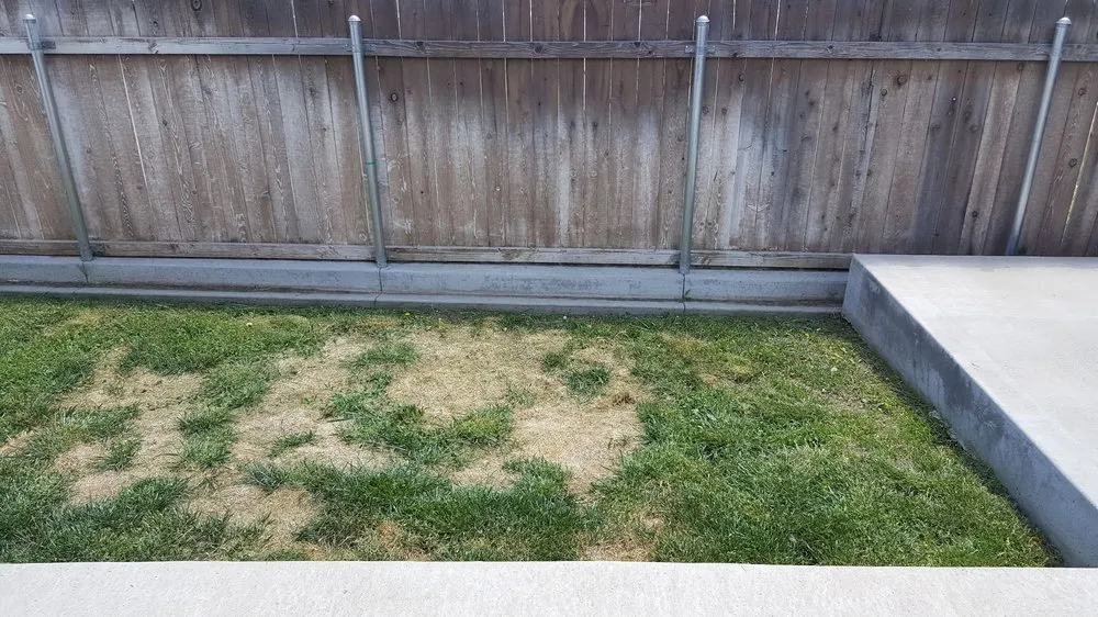 Professional landscaping services experts serving Susanville, CA - Ladybug Lawn Maintenance