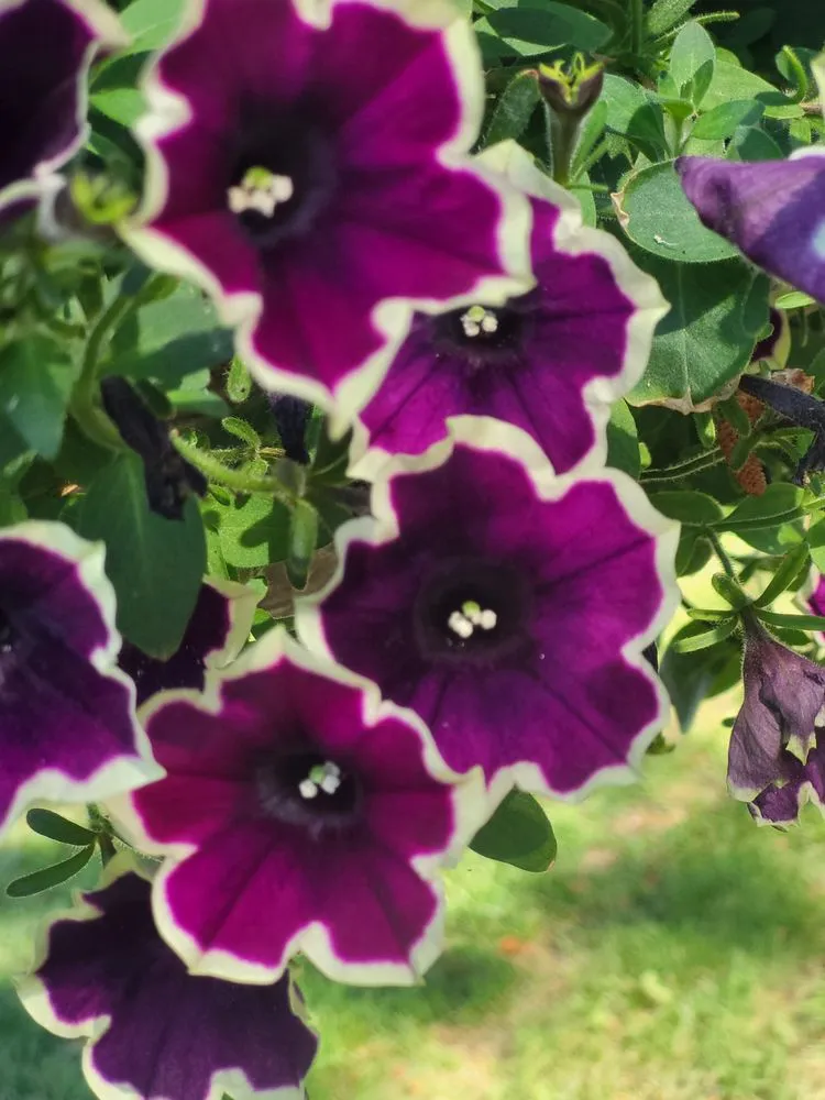 Trusted residential landscaping near you across Missoula, MT - Ladys In Landscaping