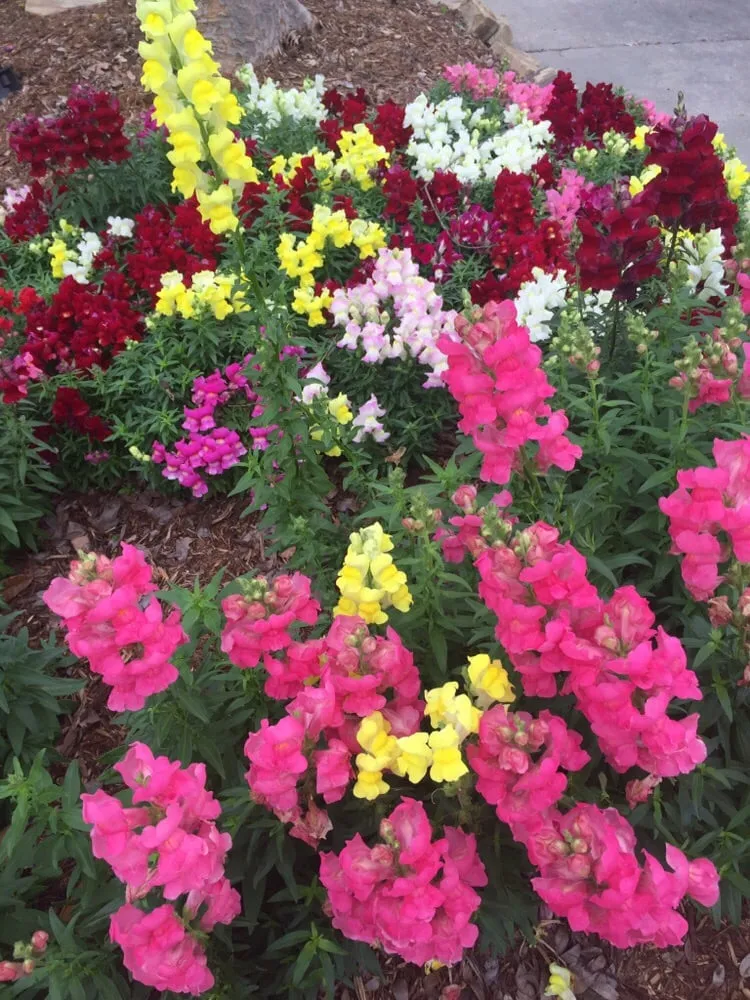 Top-rated yard cleanup service in Lafayette, LA by Lafayette Landscape