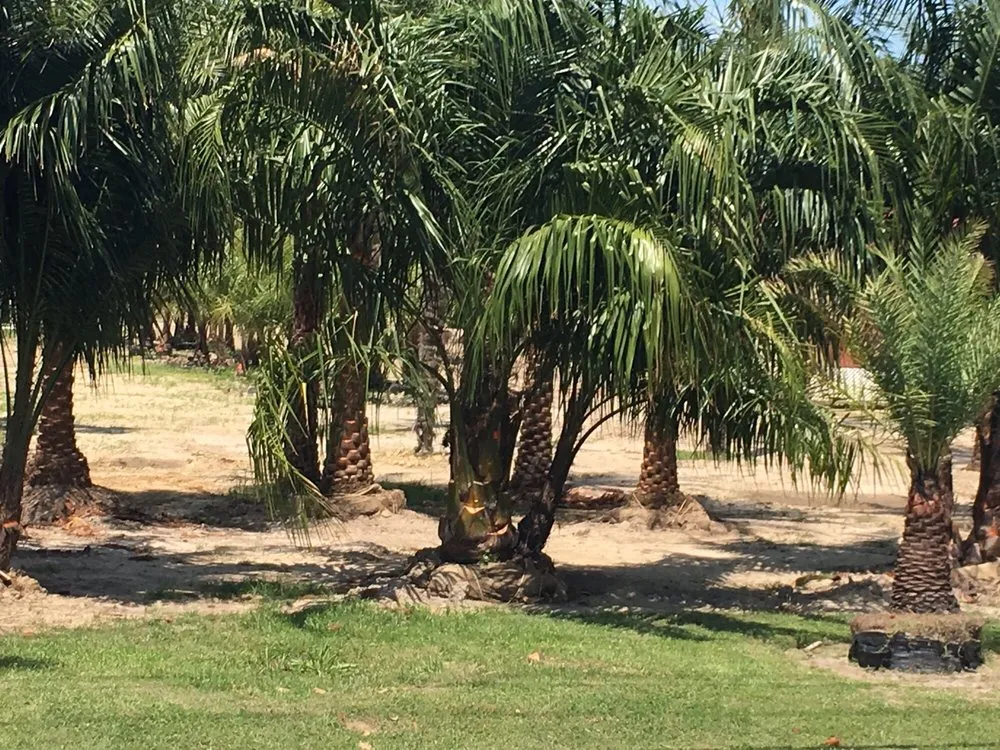 Top-rated landscaping services for homes in Lafayette, LA by Lafayette Palms & Land Scaping