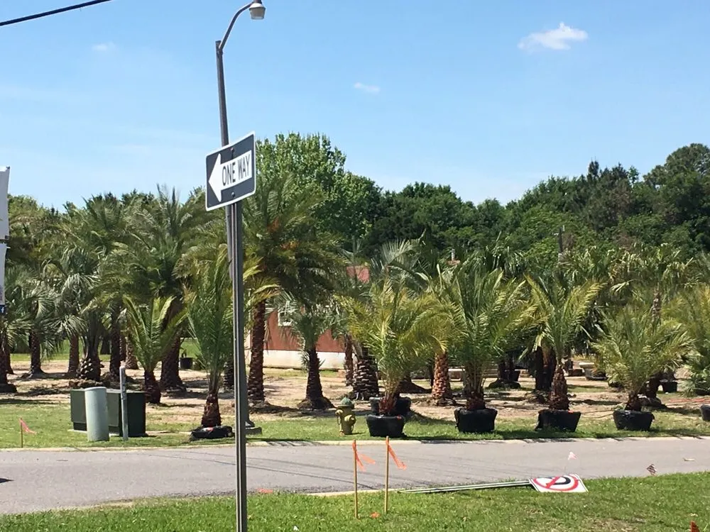 Local lawn care service in Lafayette, LA by Lafayette Palms & Land Scaping