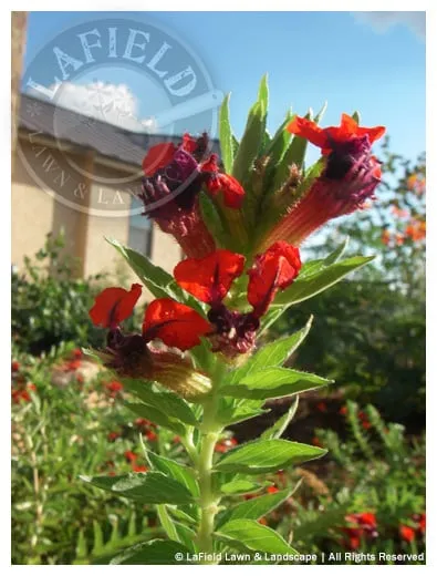 Reliable residential landscaping for beautiful yards in Helotes, TX by Lafield Lawn & Landscape