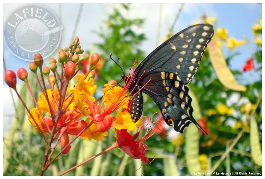 Reliable garden landscaping near you in Helotes, TX by Lafield Lawn & Landscape