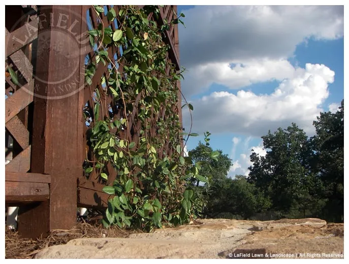 Professional residential landscaping for outdoor upgrades across Helotes, TX - Lafield Lawn & Landscape