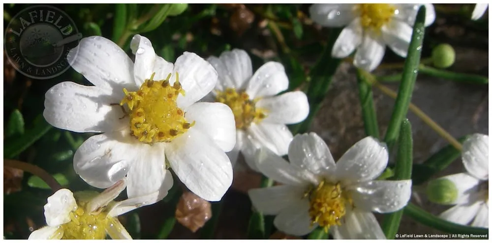 Affordable outdoor landscaping in Helotes, TX by Lafield Lawn & Landscape