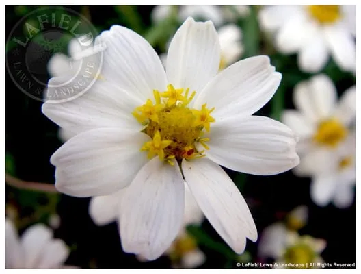 Lafield Lawn & Landscape